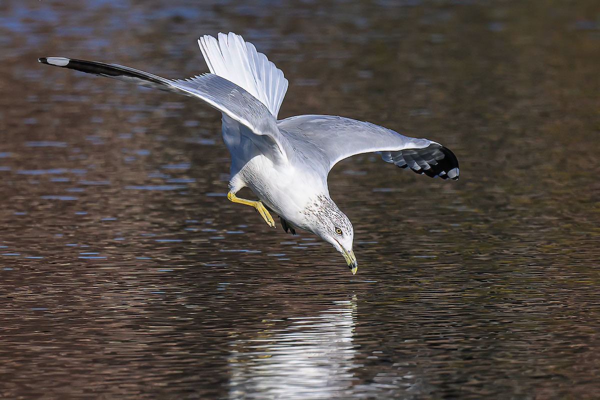 Мартин делаверський - ML646765266