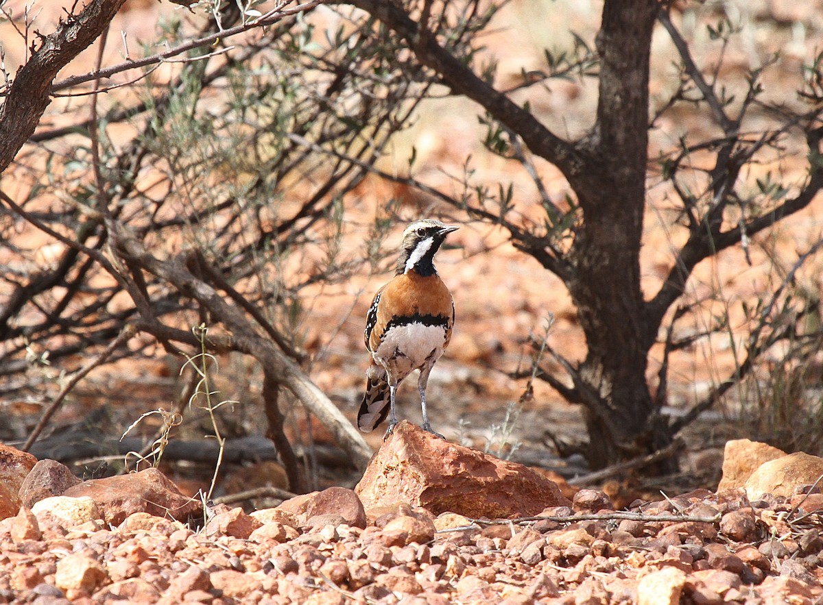 Chestnut-breasted Quail-thrush - ML646765267