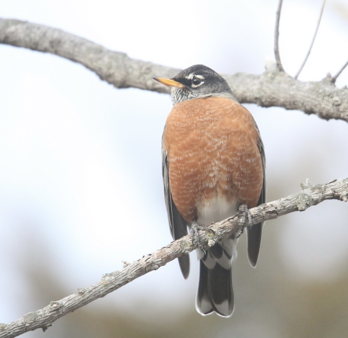 American Robin - ML646765268