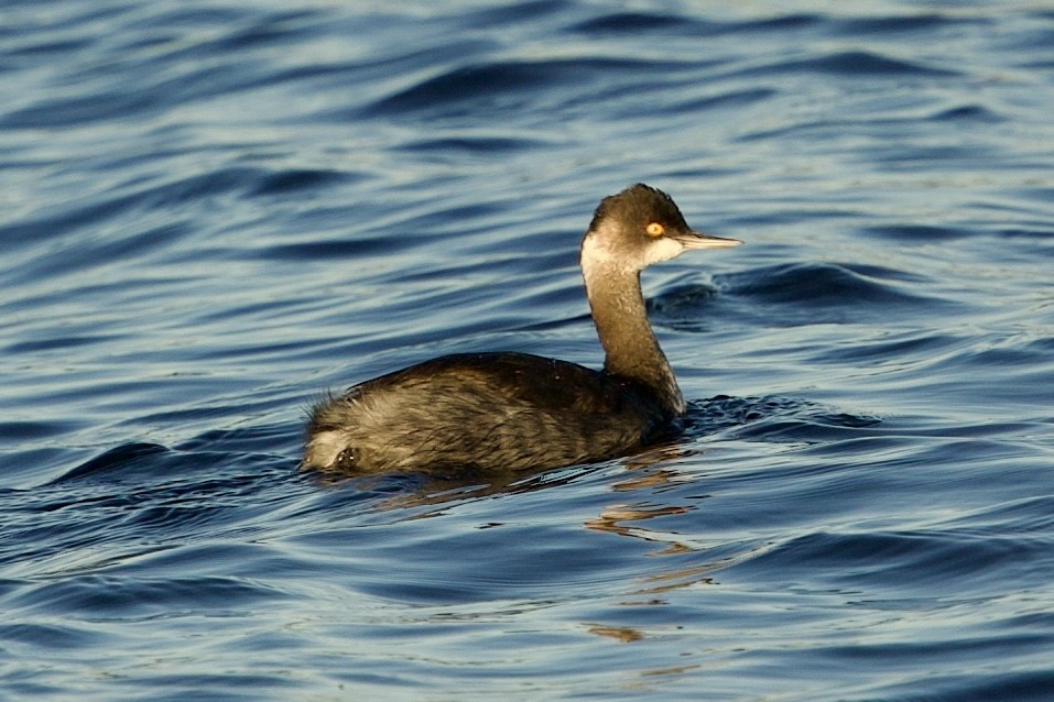 Grèbe à cou noir - ML646765269