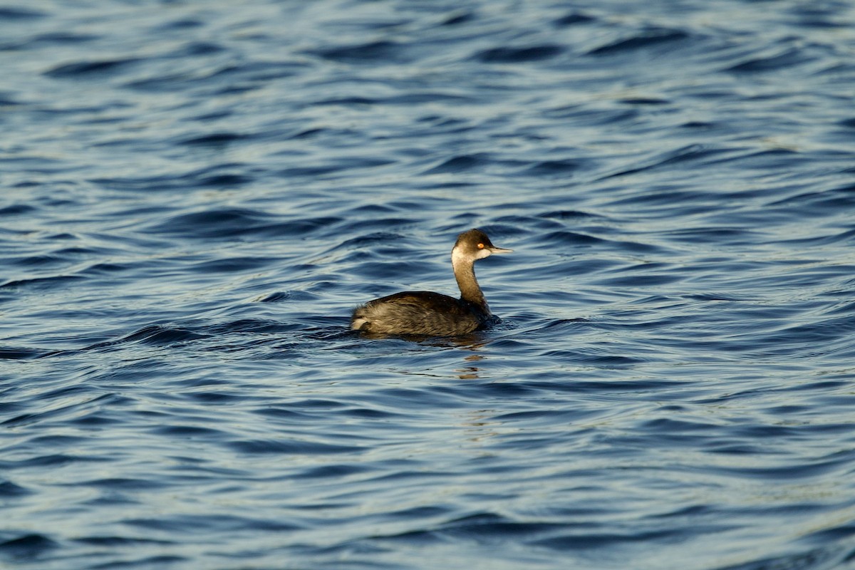 Grèbe à cou noir - ML646765270