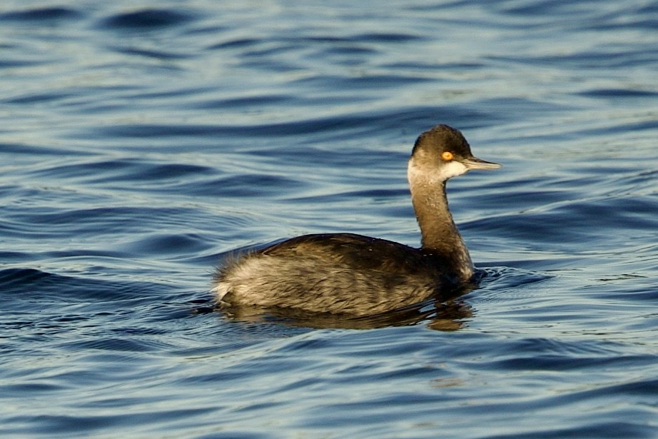 Grèbe à cou noir - ML646765271