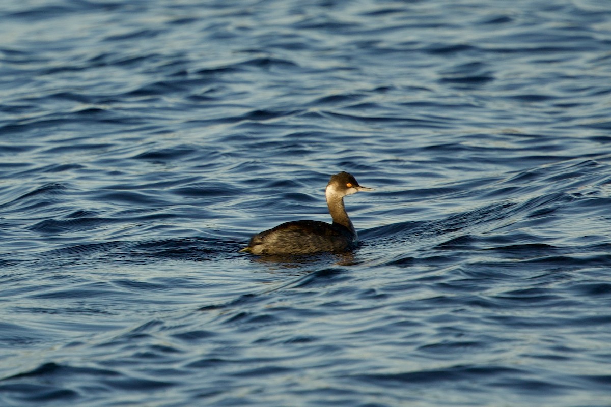 Grèbe à cou noir - ML646765272