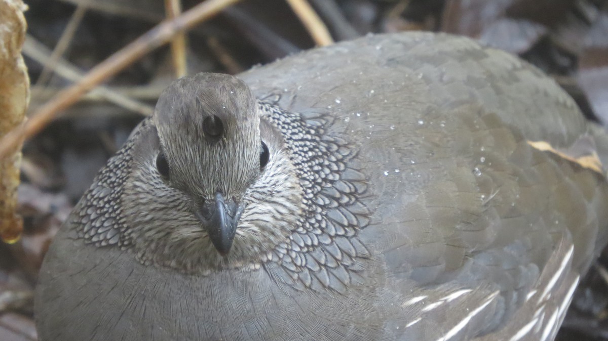 California Quail - ML646765273