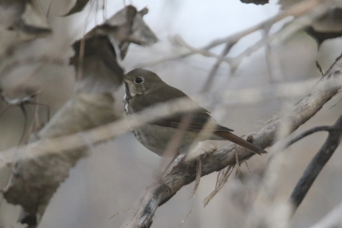 Hermit Thrush - ML646765277