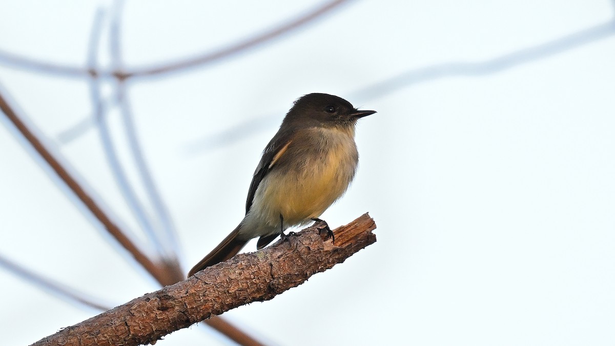 Светлобрюхий фиби - ML646765278