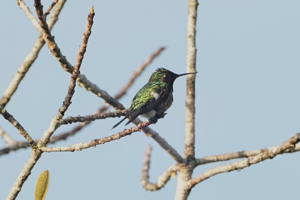 Amethyst Woodstar - ML646765280