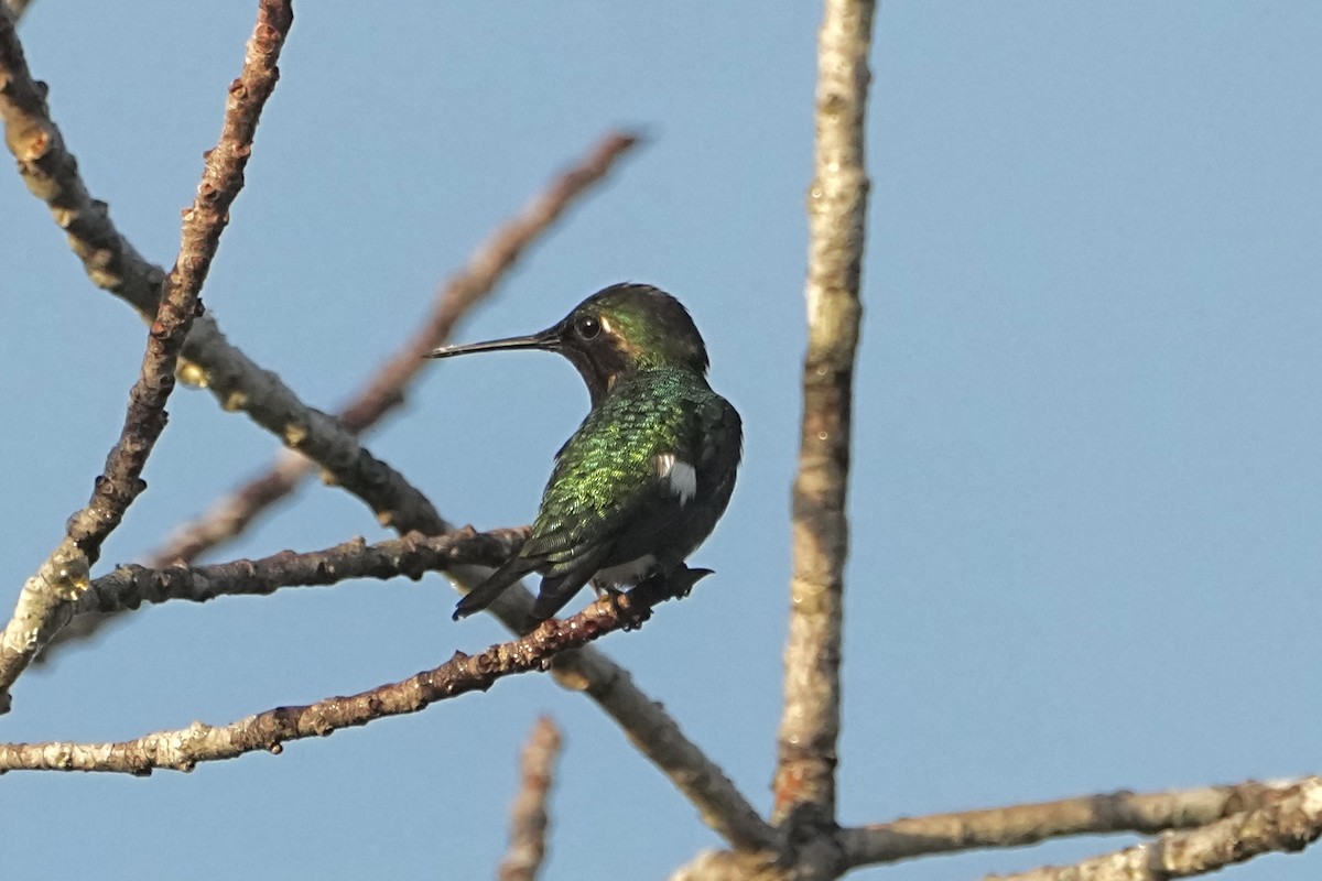 Amethyst Woodstar - ML646765281