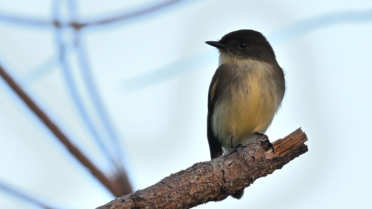 Светлобрюхий фиби - ML646765282