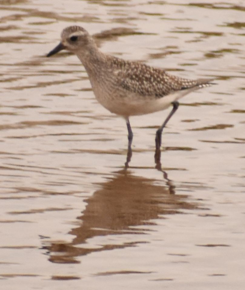 חופזי מנומר - ML646765286