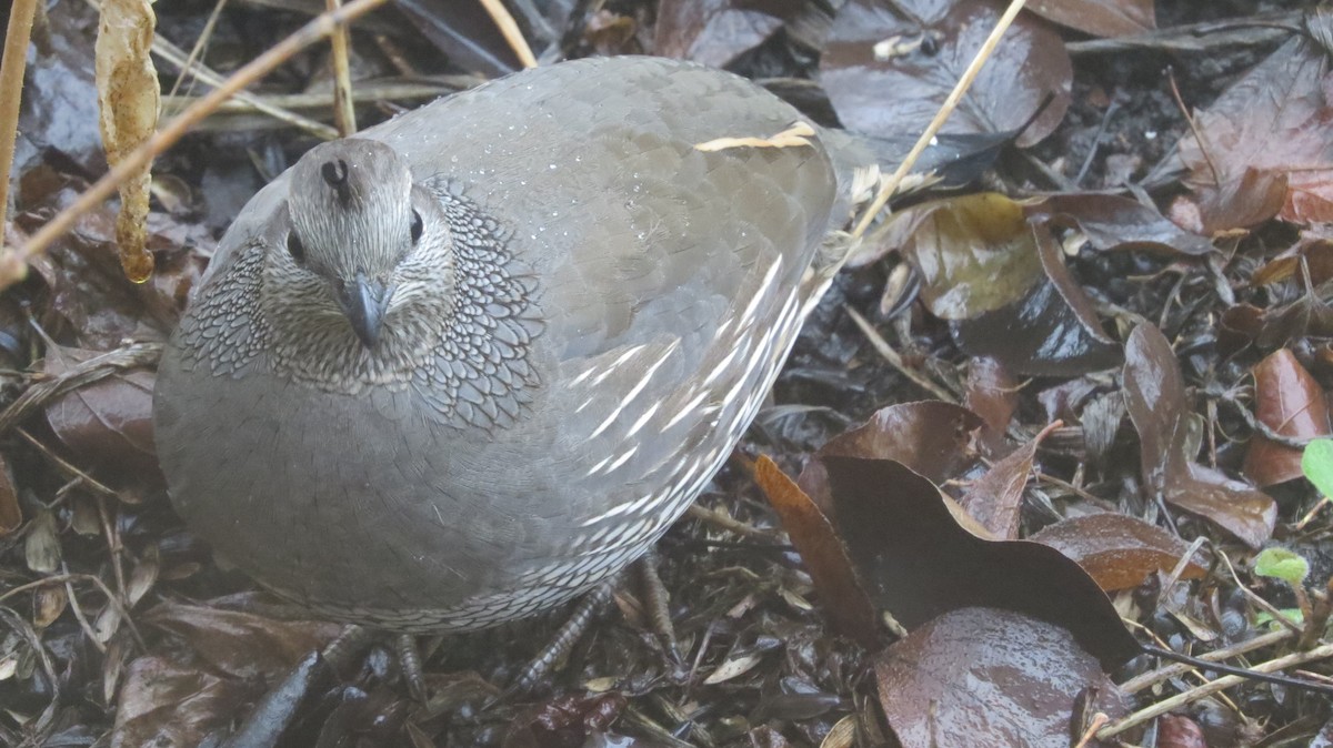 California Quail - ML646765299