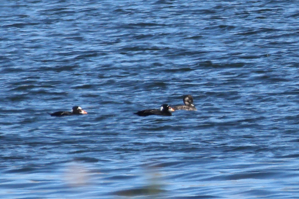 Ahatebeltz kopetazuria - ML646765301