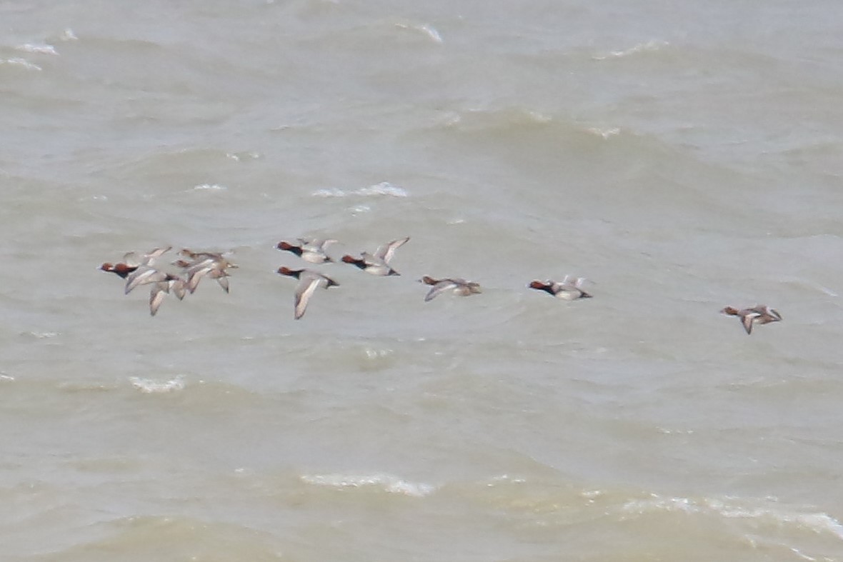 Amerika Elmabaşı - ML646765302