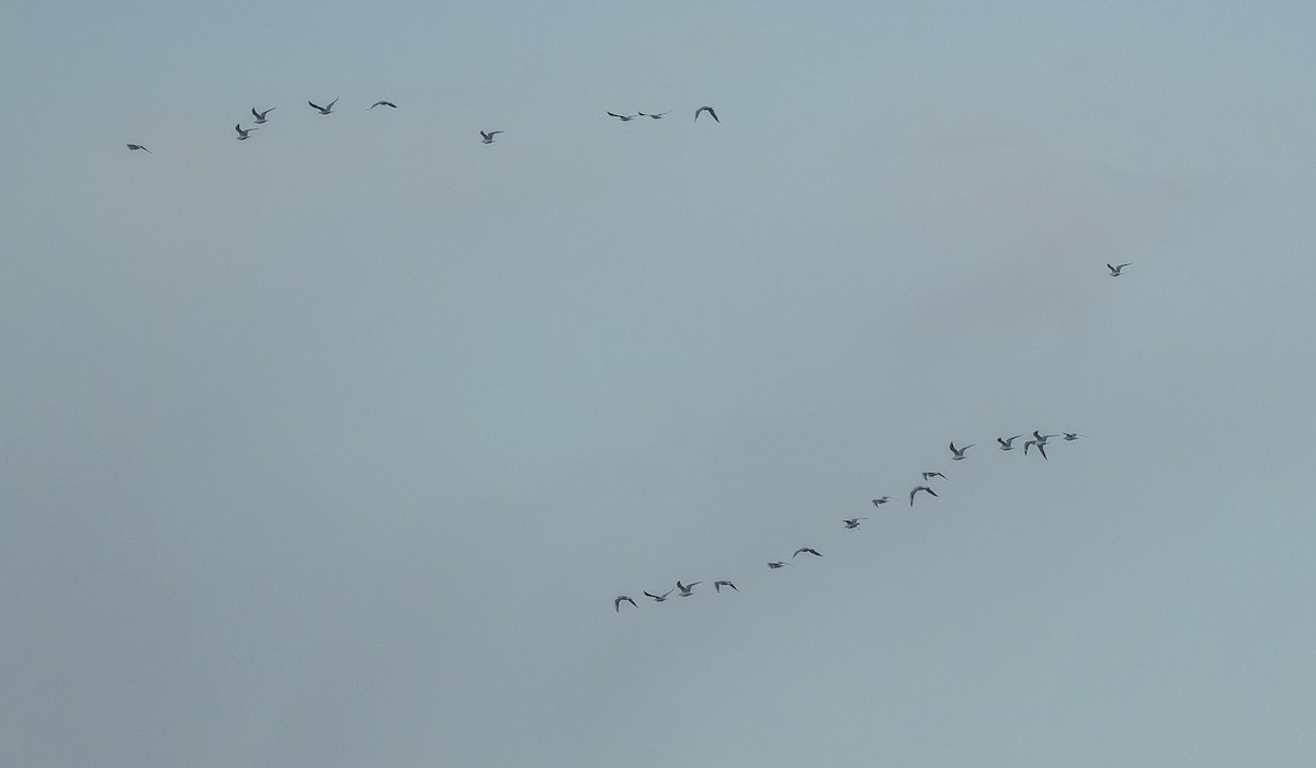 Gaviota Reidora - ML646765303