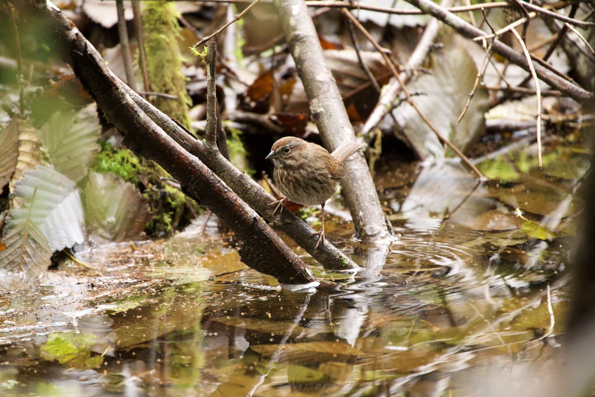 Ötücü Serçe - ML646765304