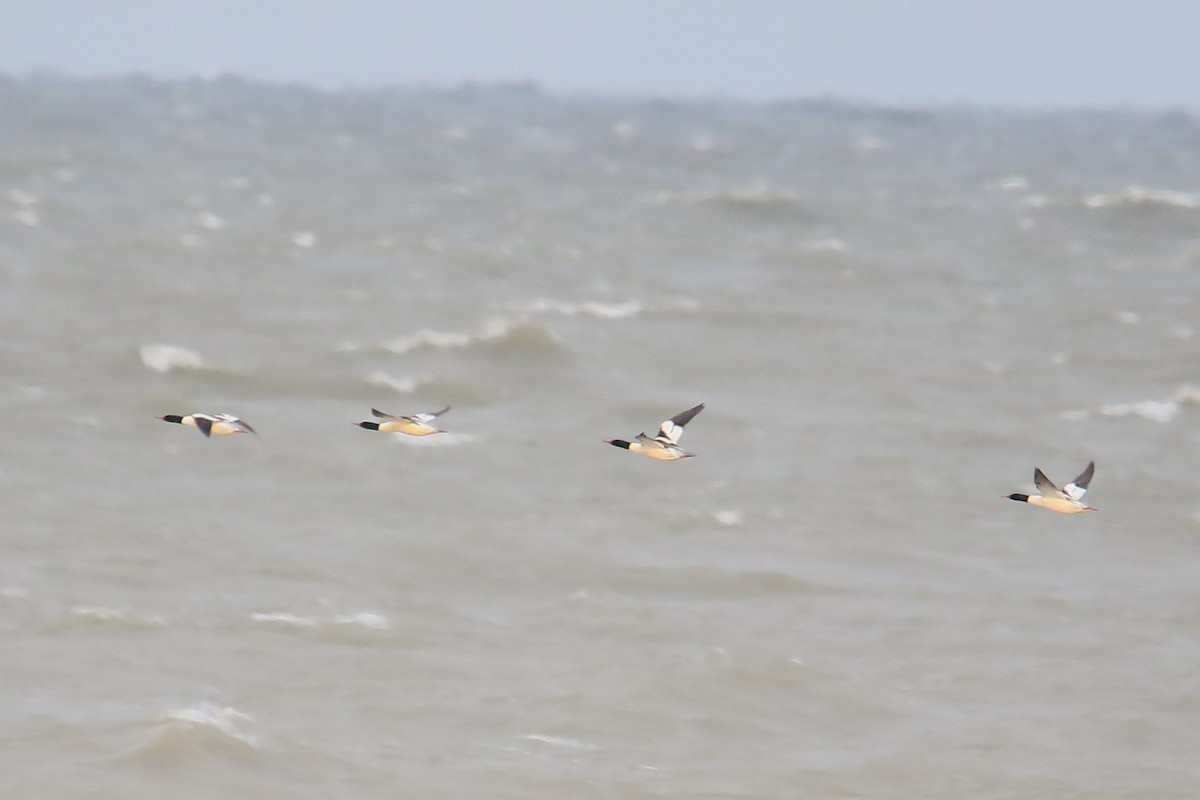 Büyük Tarakdiş - ML646765314