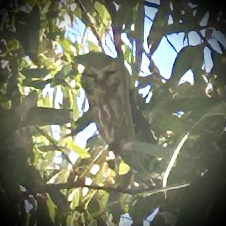 Northern Saw-whet Owl - ML646765315