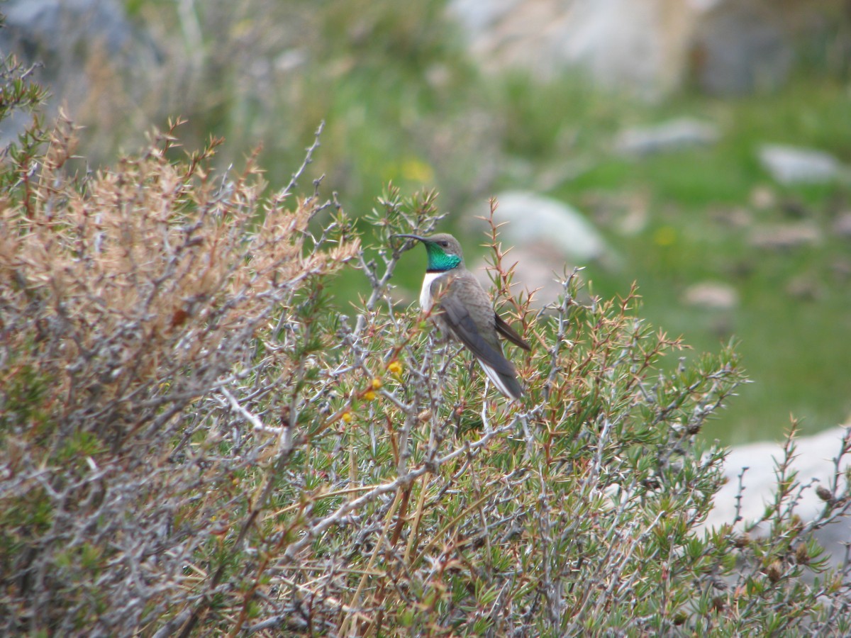 White-sided Hillstar - ML646765316