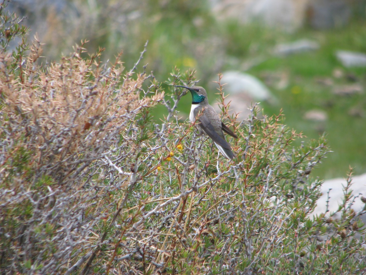 White-sided Hillstar - ML646765317