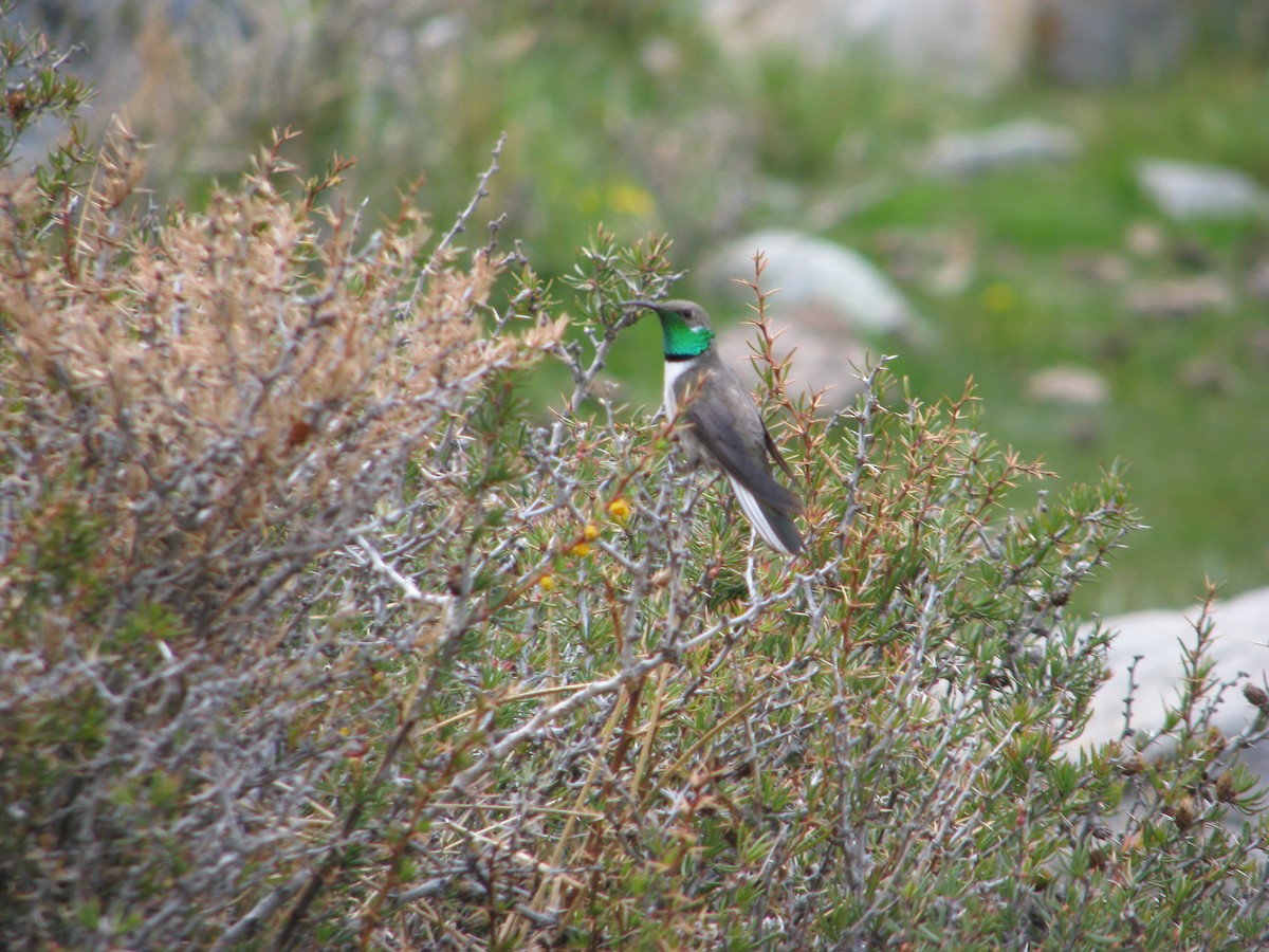 White-sided Hillstar - ML646765318