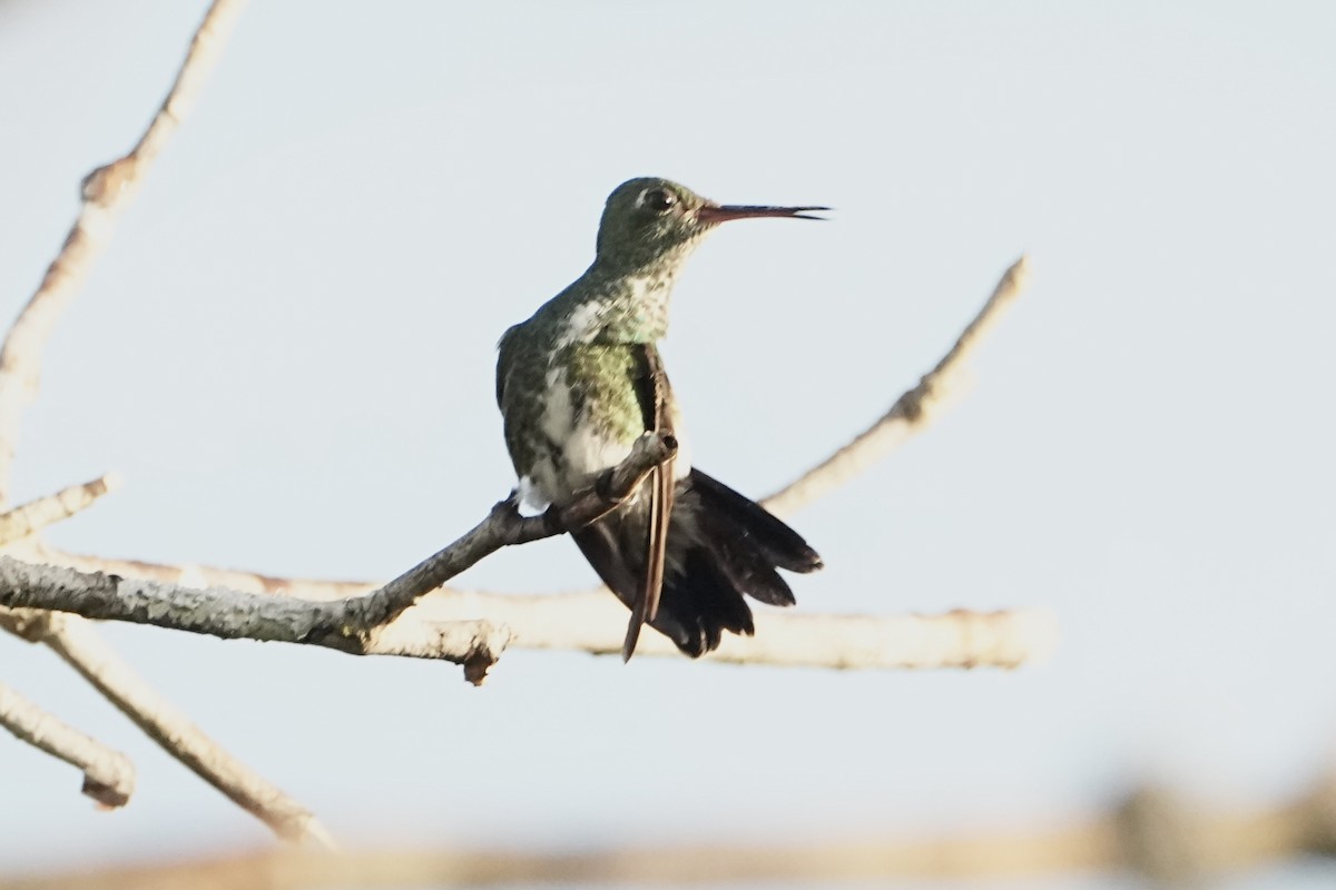 Glittering-throated Emerald - ML646765323
