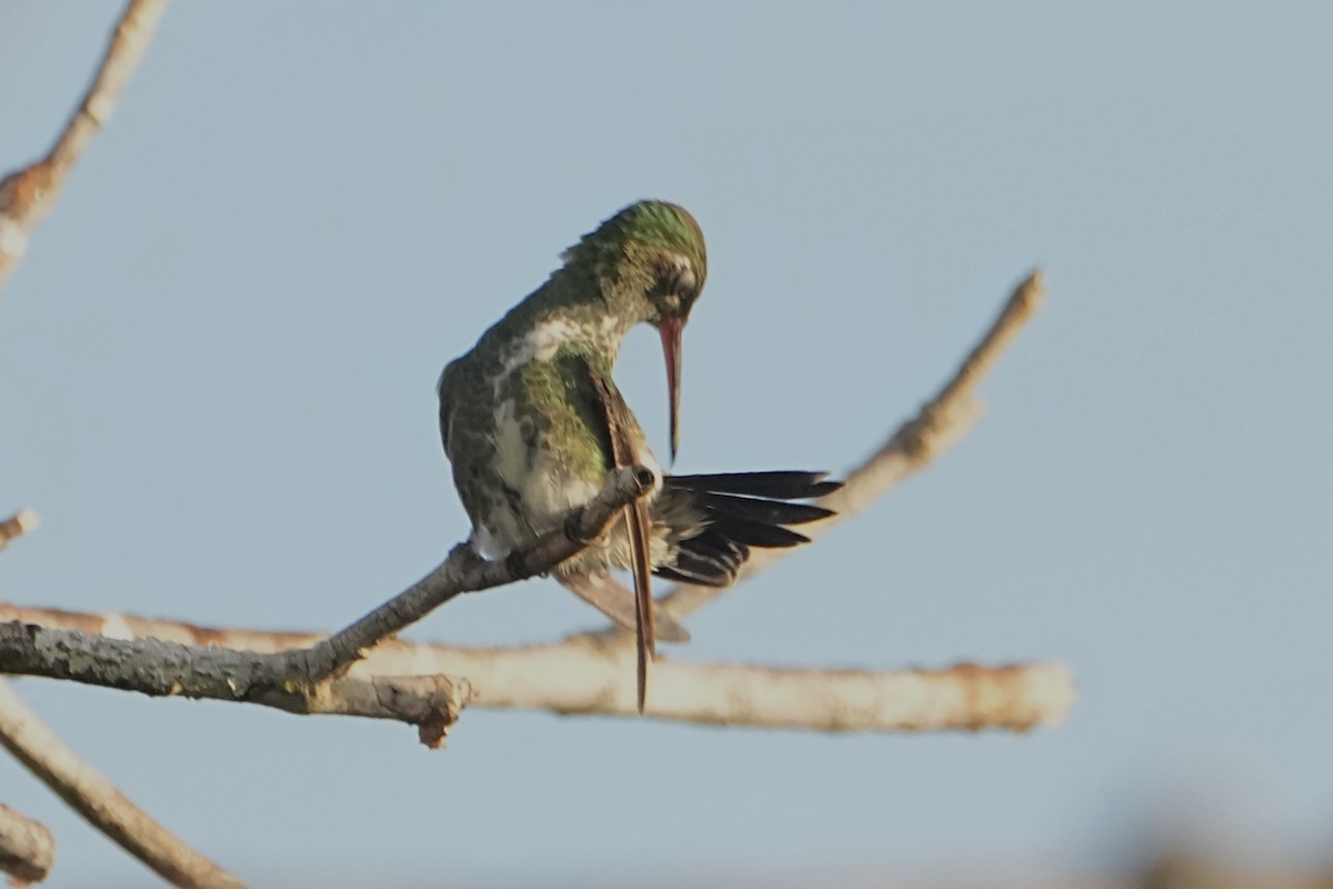 Glittering-throated Emerald - ML646765324