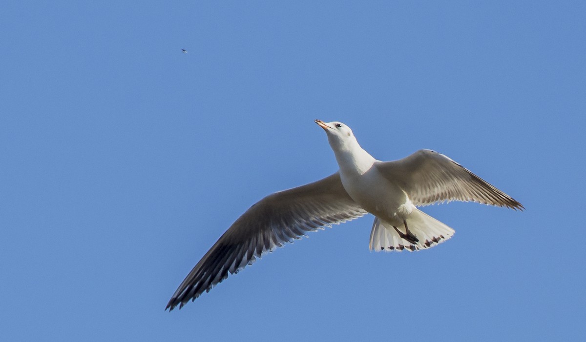 Gaviota Reidora - ML646765326