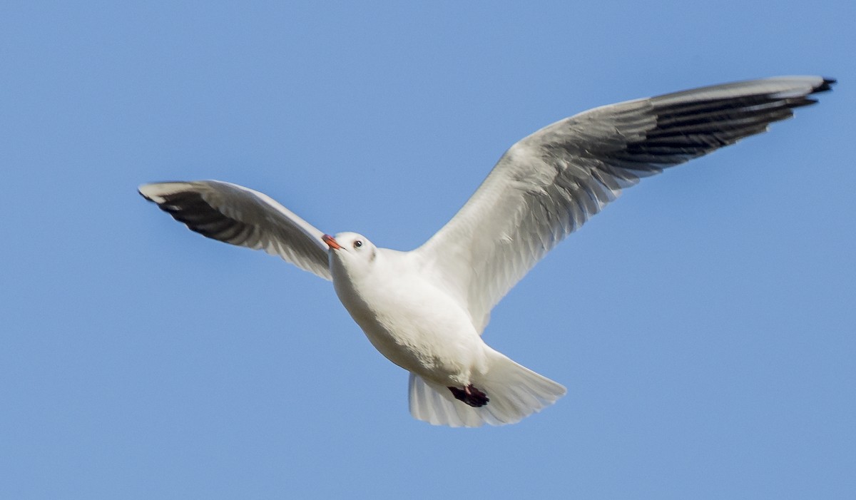 Gaviota Reidora - ML646765337