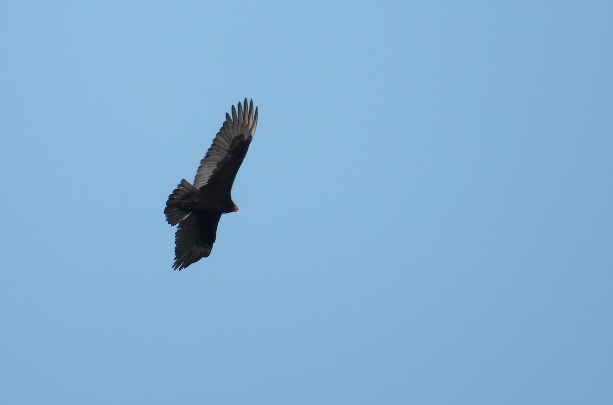 Turkey Vulture - ML646765339