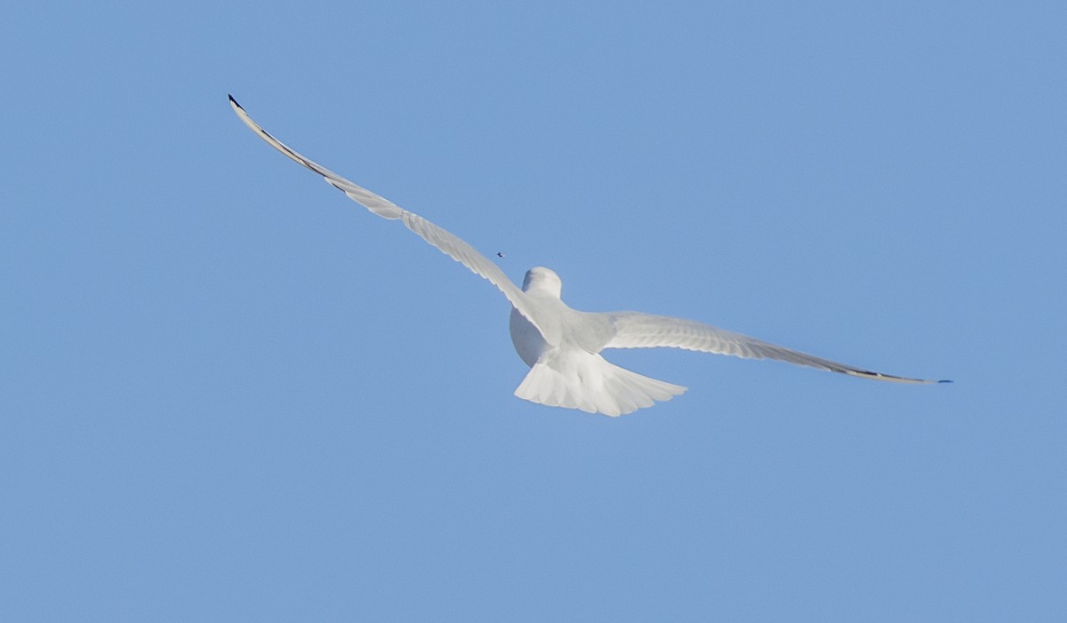 Gaviota Reidora - ML646765340