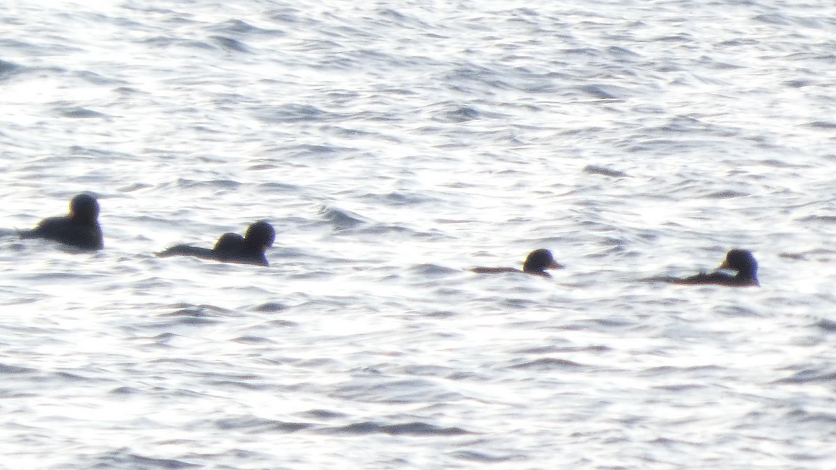 amerikasvartand - ML646765341