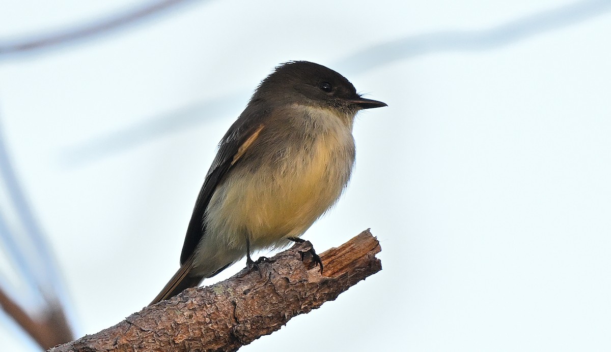 Светлобрюхий фиби - ML646765344