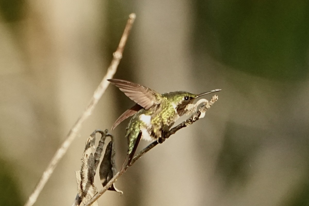 Amethyst Woodstar - ML646765345