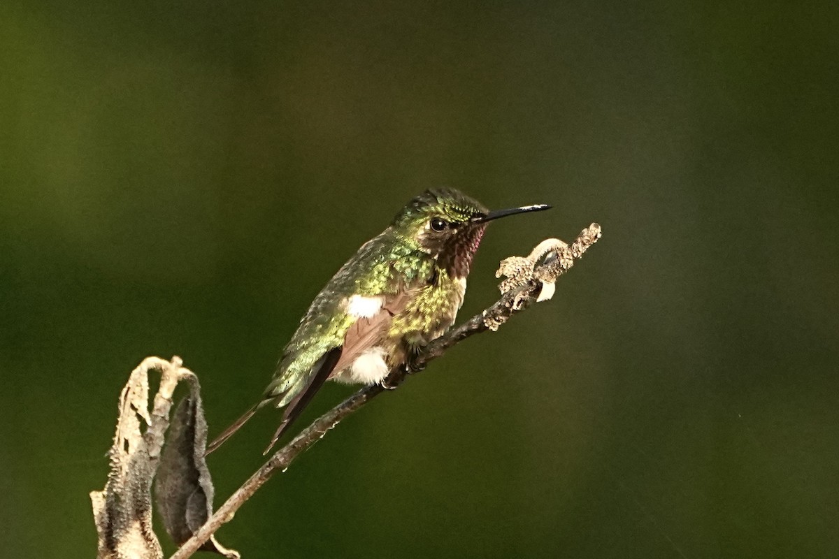 Amethyst Woodstar - ML646765346