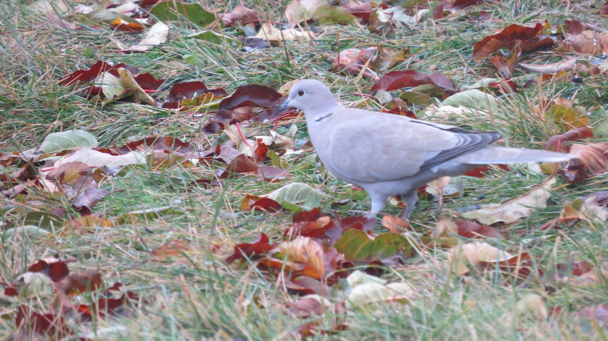 hrdlička zahradní - ML646765349