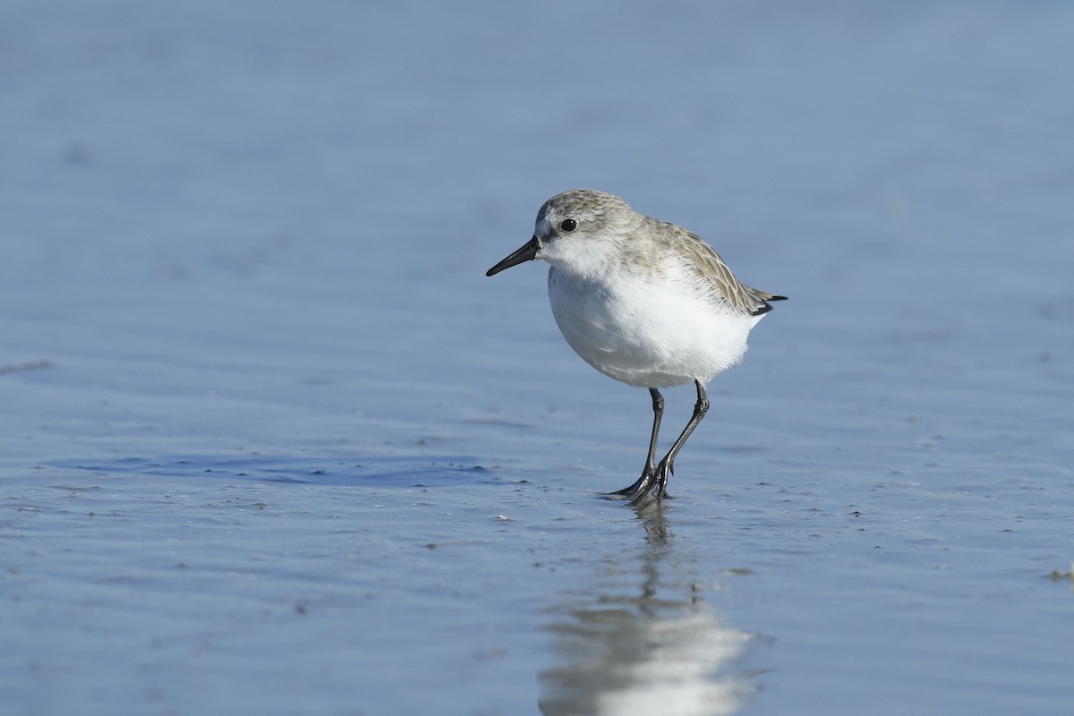 Semipalmated Sandpiper - ML646765350