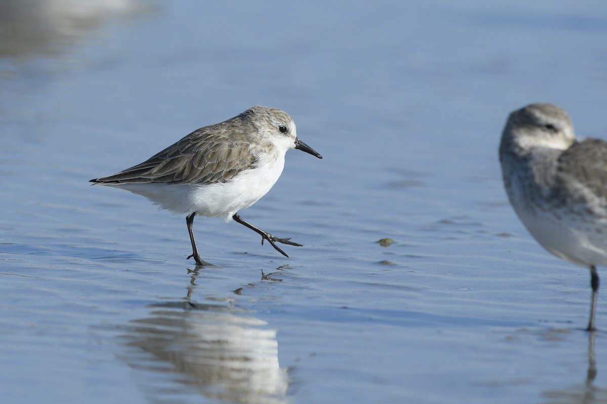 Semipalmated Sandpiper - ML646765351