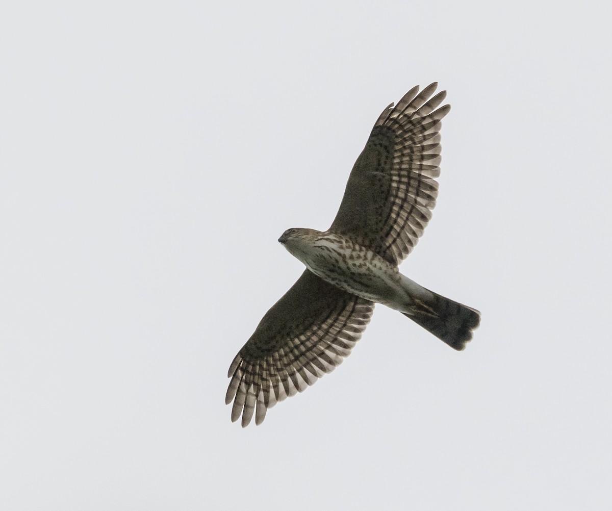 Japanese Sparrowhawk - ML646765352
