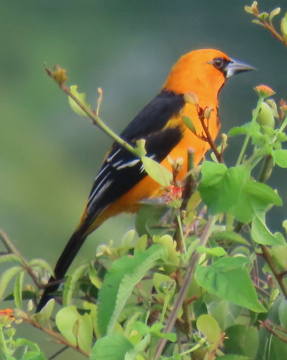 eldoradotrupial - ML646765353