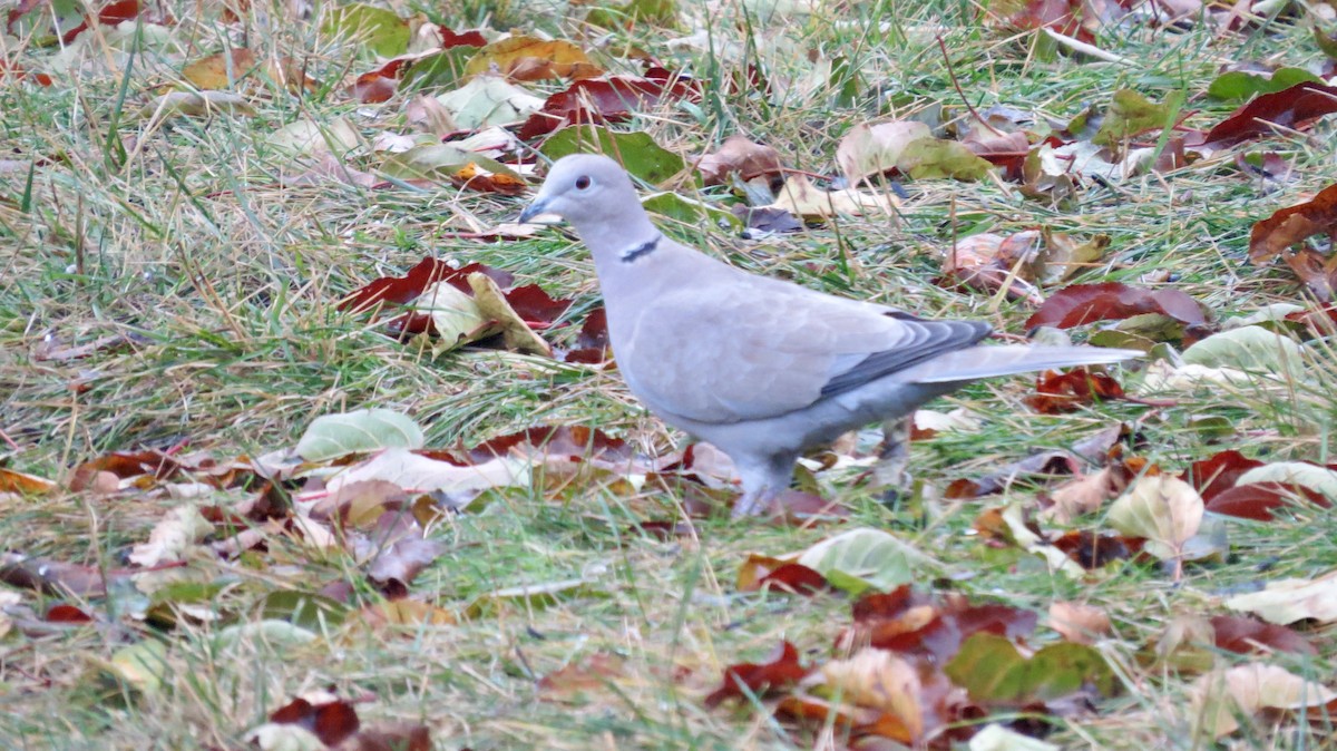 hrdlička zahradní - ML646765355