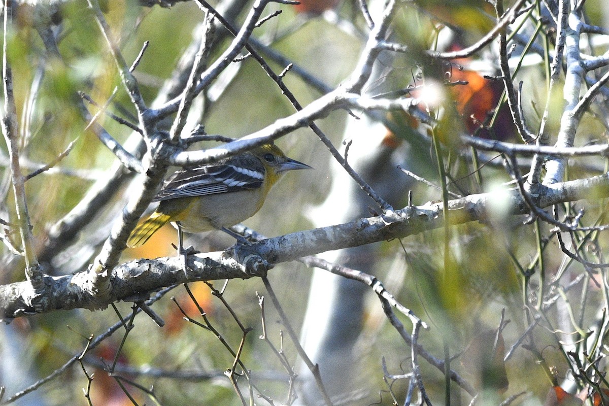 Baltimore Oriole - ML646765356