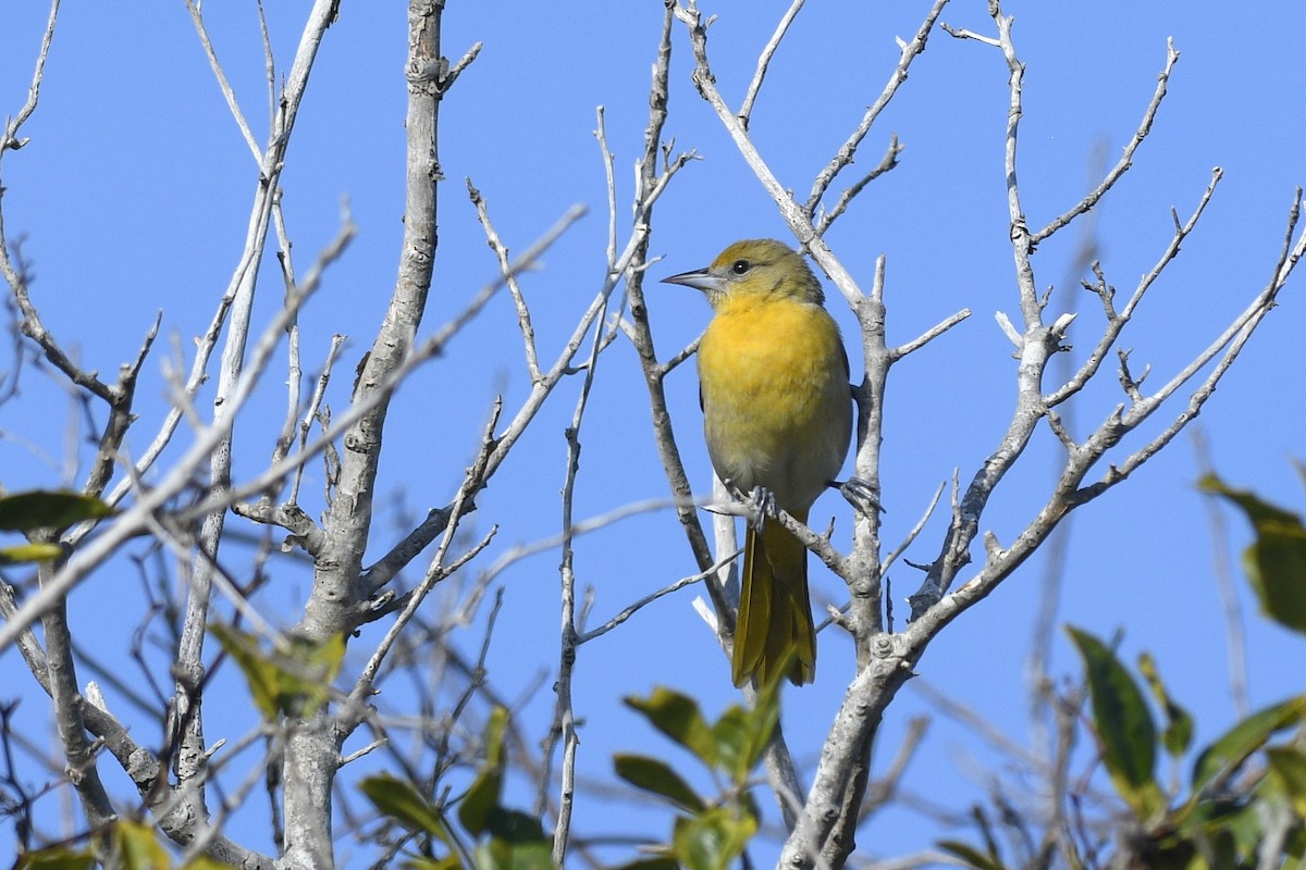Baltimore Oriole - ML646765357