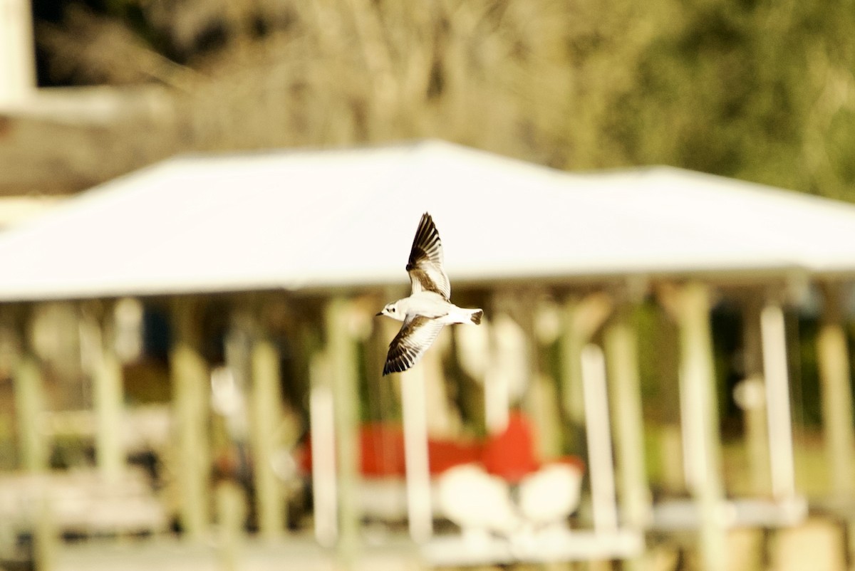 Little Gull - ML646765359