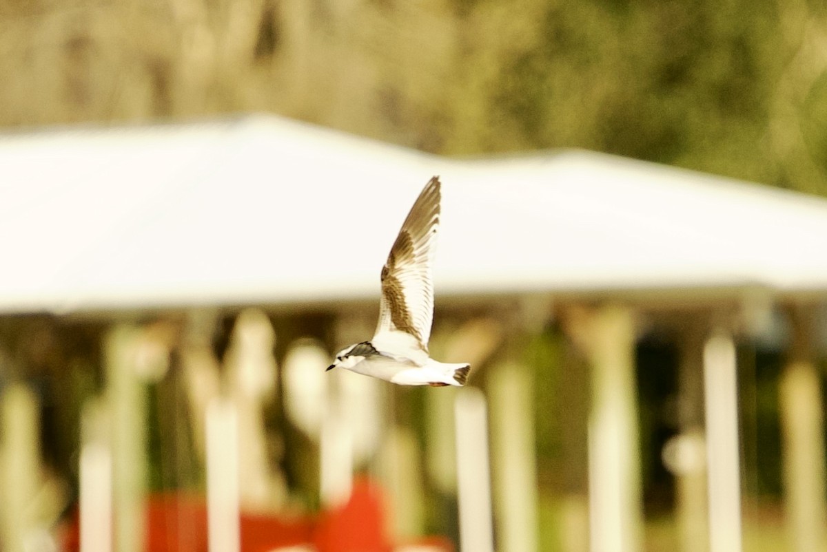 Little Gull - ML646765360