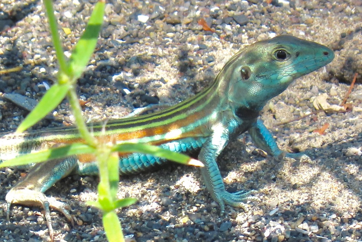 Blackbelly Racerunner - ML646765364