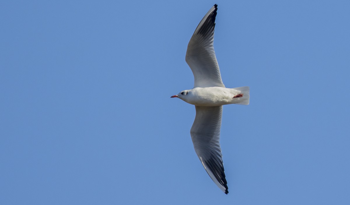 Gaviota Reidora - ML646765370