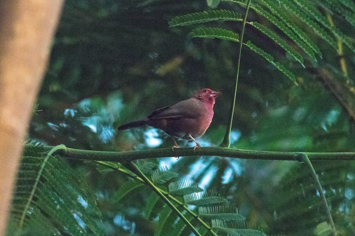 Senegalamarant - ML646765372