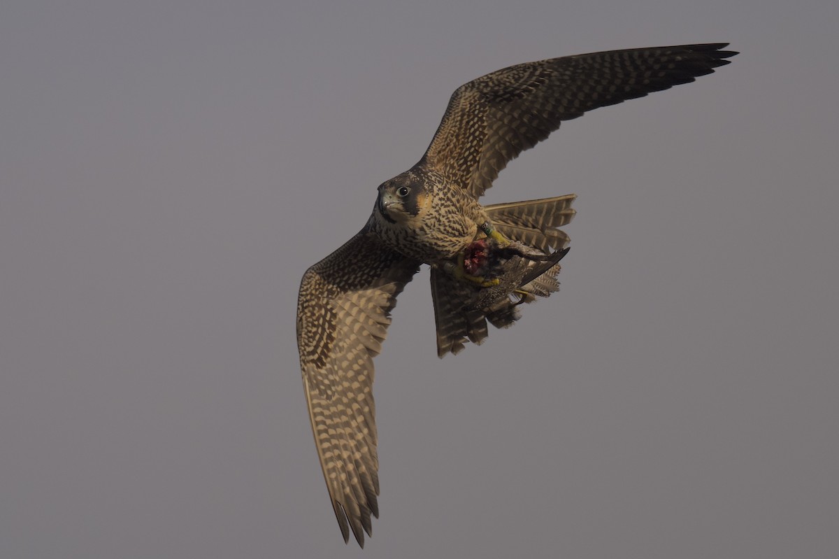 Peregrine Falcon - ML646765378