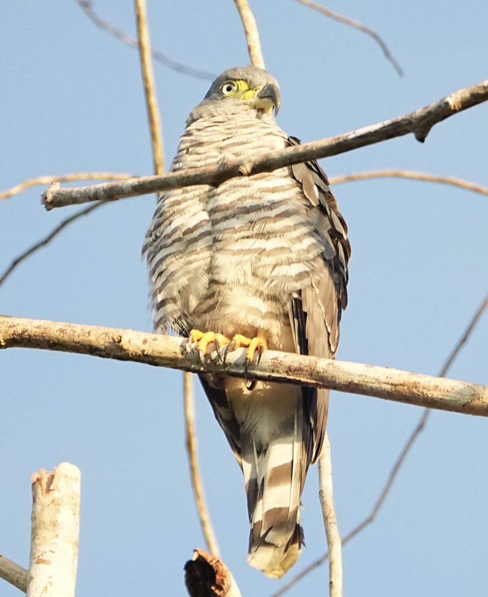 Hook-billed Kite - ML646765379