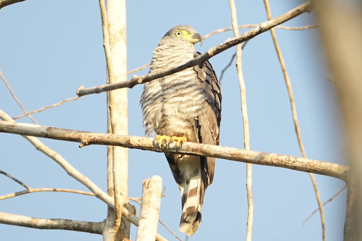 Hook-billed Kite - ML646765380